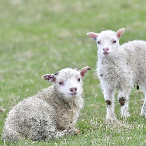 生肖羊79年女的运势(生肖羊79年女的运势怎么样)