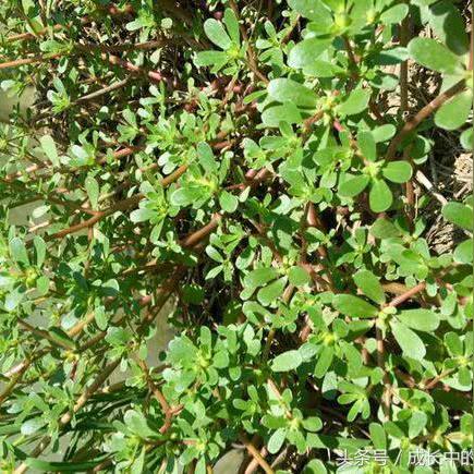 马齿苋：神奇植物助力逆转白发，探索其治白发的奥秘-第3张图片-其人生活百科