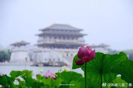 雨中的西安有多美？赏一次荷花就知道了！