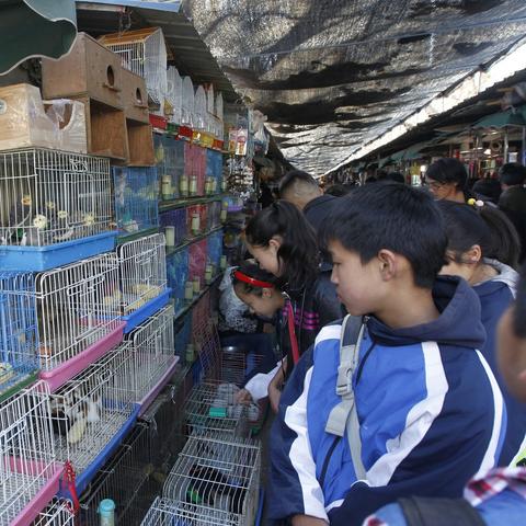广州市有多少家花鸟市场
