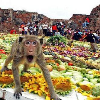 生肖猴农历十一月份的运势(属猴农历十一月运势)