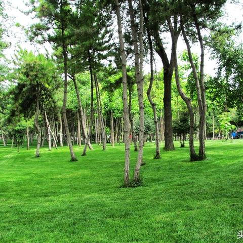 临沂市兰山区哪里有树林