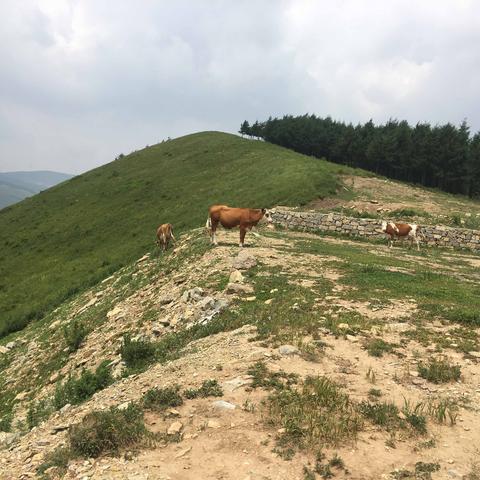 保定市涞源美景介绍的长尾关键词有哪些