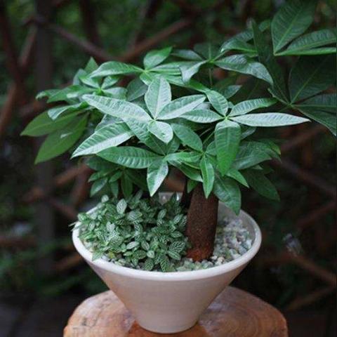 发财树怎么样更茂盛