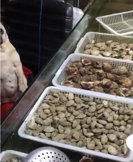 海鲜店生意很火爆只因养了一条狗，本来不信，直到见到狗后