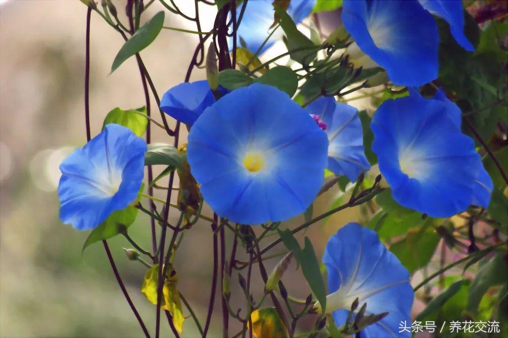 牵牛花有几种颜色,牵牛花颜色及随着时间变化过程?"