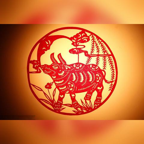 生肖牛生于8月的运势(属牛人生于八月运程)