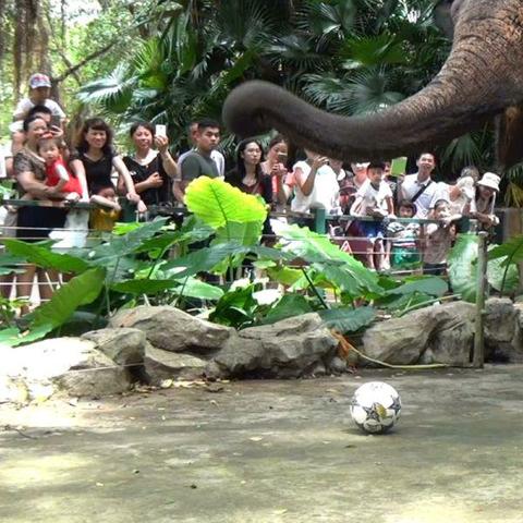 动物足球比赛视频文案的长尾关键词有哪些