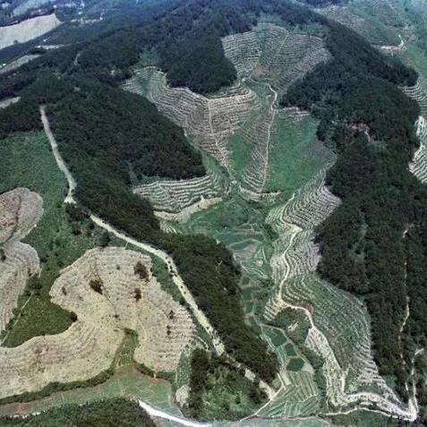 广东省佛山市批发松树树苗场的长尾关键词有哪些