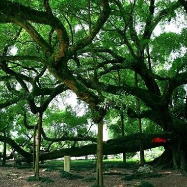 桂林市院内种什么树有院