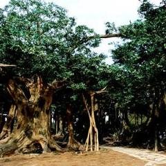 2025年宁波象山影视城最新门票优惠怎么抢？套票包含哪些项目