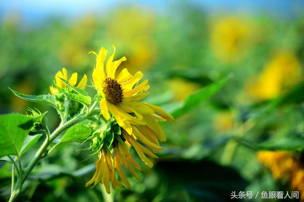 百合花语大全 寓意,百合花幽默花语?