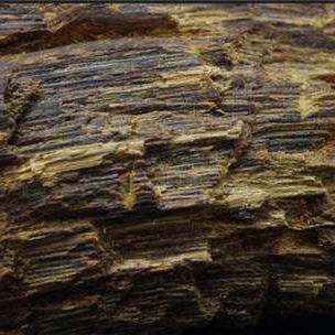 福建发现野生沉香树的相关长尾关键词有哪些