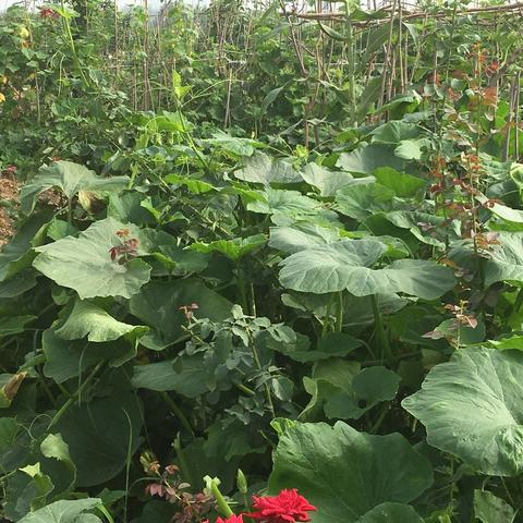 石家庄市八院里火车的长尾关键词有什么