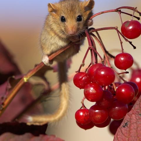未来17天生肖运势(未来17天生肖运势查询)