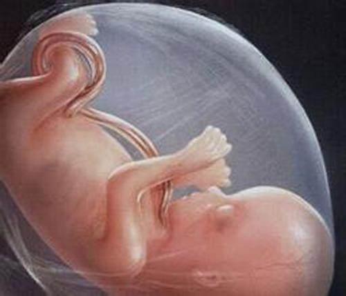 胎儿总在晚上活动，影响了孕妇休息