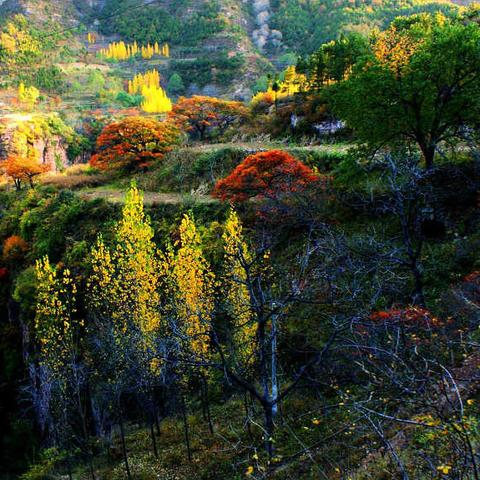 河南哪个山村凉快