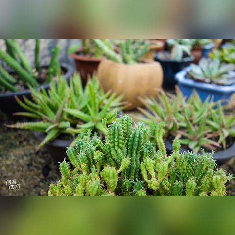 厦门市多肉公园在哪里