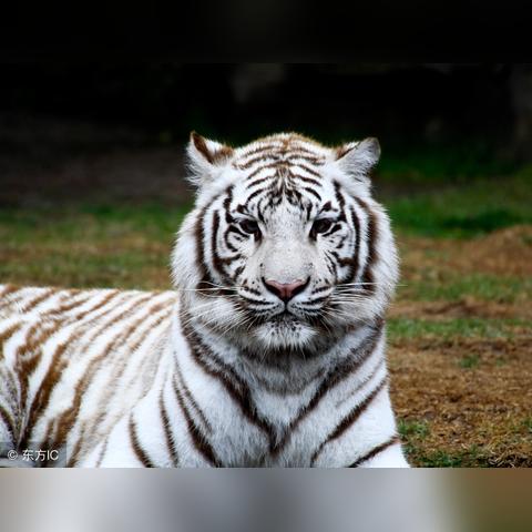 今年生肖运势亨通(今年生肖运势排行)