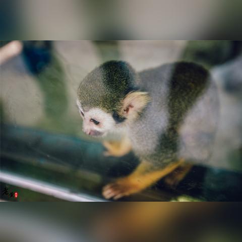 东莞市动物市场在哪里