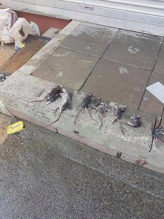 个大如猫！都柏林一些住宅区鼠患严重有人一晚上抓30多只老鼠