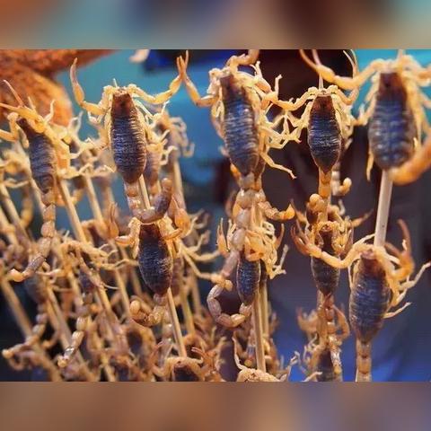 保定市哪里有蝎子卖