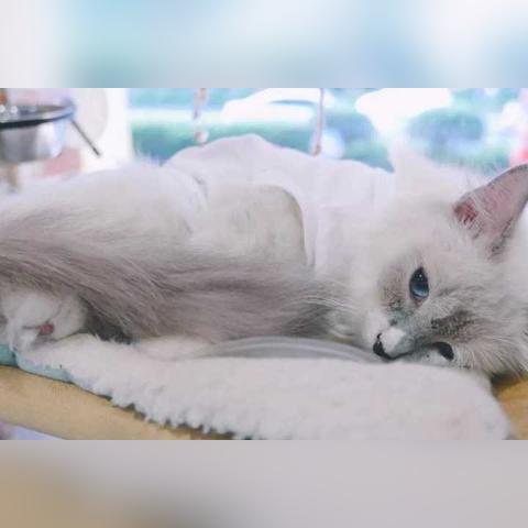 杭州宠物友好咖啡馆的相关长尾关键词有哪些