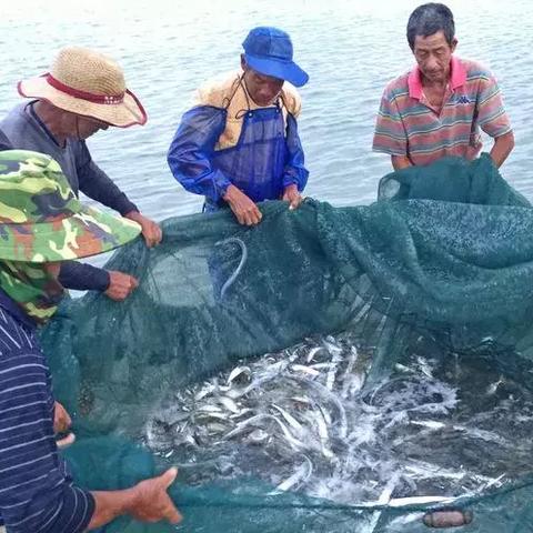 武汉哪里有卖鱼的？