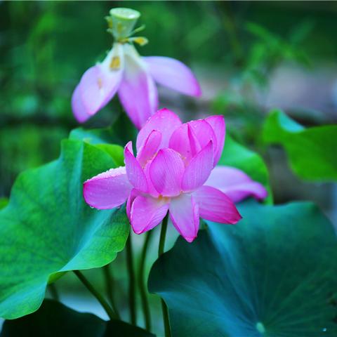 保定市网红桃子的长尾关键词有什么