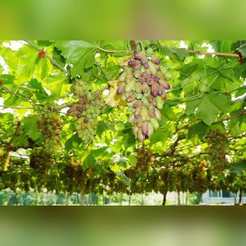 无锡市哪里可以摘水果