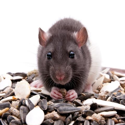 7月12日生肖鼠运势如何(属鼠七月十二出生好不好)