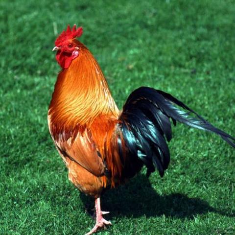 大扇鸡的做法大全的长尾关键词有什么