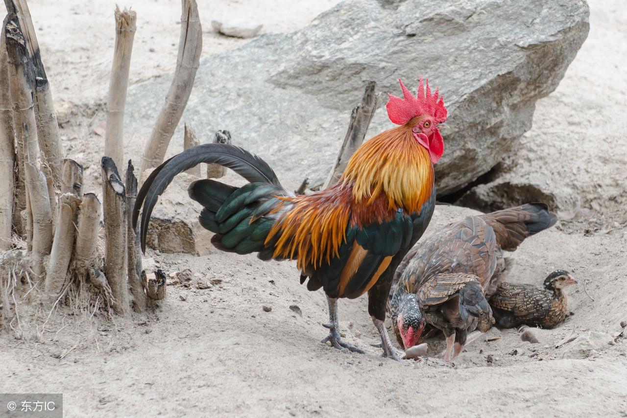 '任劳任怨指代表更佳什么生肖谜团精选释义解释'