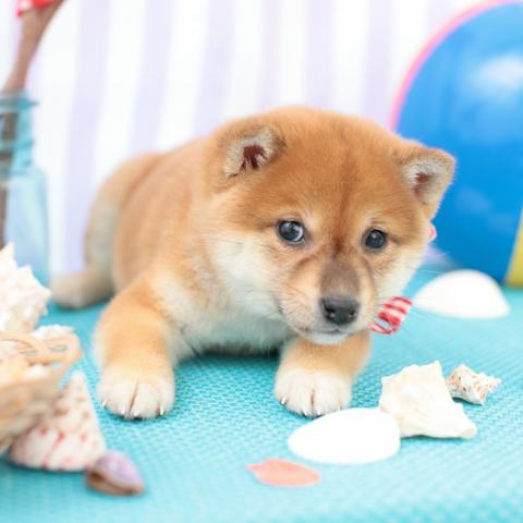 生肖狗几月份的运势最好(属狗的几月份财运好)