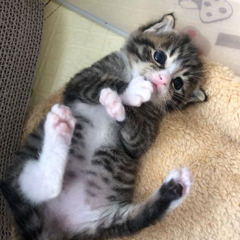 猫咪武汉加油的长尾关键词有什么