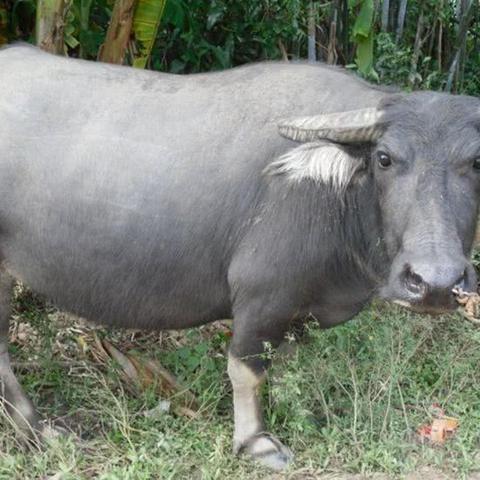 七月生肖运势最好(七月份哪个生肖运气好)