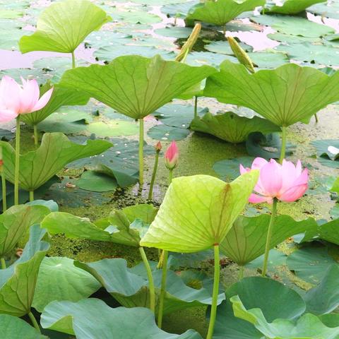 哈尔滨市广场小区在哪里