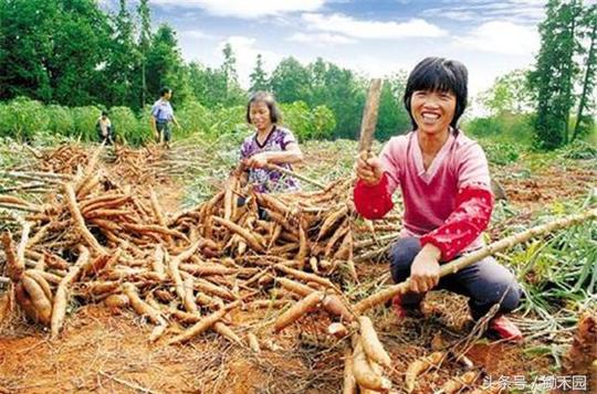 在农村发展这几个项目能挣钱，只是很多人瞧不上，不屑于从事这事