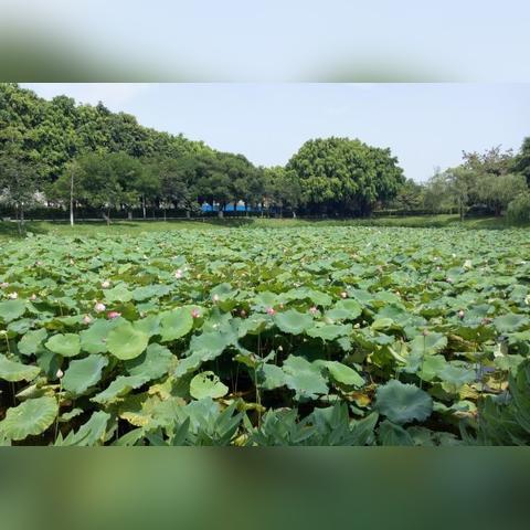 东莞市风景地区有哪些