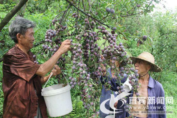 李子起名牛宝宝名字怎么起(李子柒现象说明了什么)