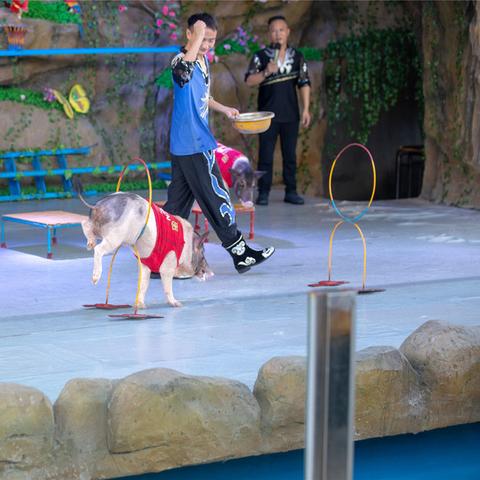 东莞市有哪些野生动物