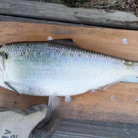 河南大洲大洋的相关长尾关键词有哪些