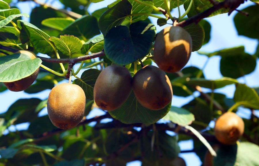 电商平台哪个最好最可靠Amazon和Shopee哪个跨境电商平台比较好做