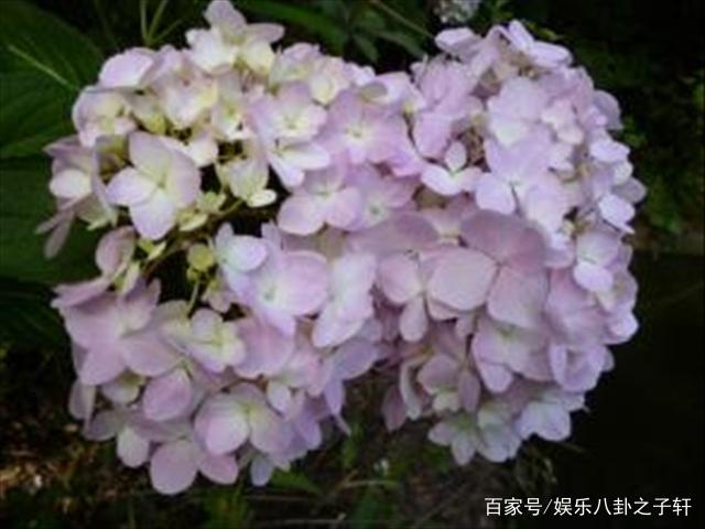 白色绣球花的花语和寓意,三河千鸟绣球花语?