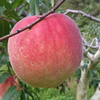 大江奔流武汉的相关长尾关键词有哪些