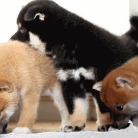 西安胰线炎相关长尾关键词有哪些