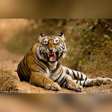 地支亥五行属什么(亥属于五行属什么意思)