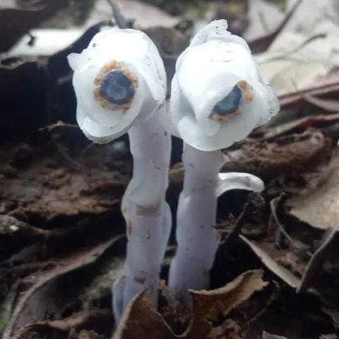 保定市租房水晶国际的长尾关键词有哪些