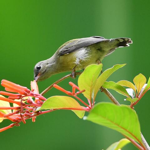 宁波 茉莉的相关长尾关键词有哪些