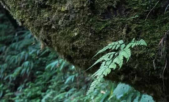 成都冷门避暑新去处！在2300年古树旁乘凉耍水，一……